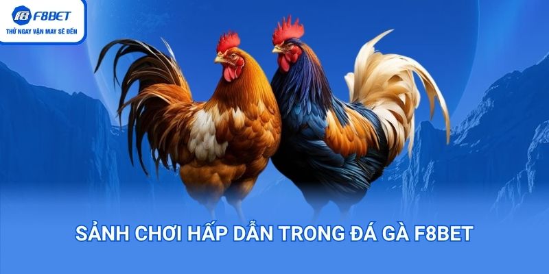 Sảnh chơi hấp dẫn trong đá gà F8BET